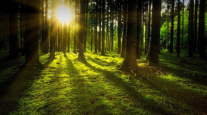 Wald als Vorbild für perfekte Kreislaufwirtschaft