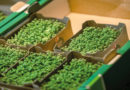 Silphie-Verpackungen bei Kaufland für Gemüse